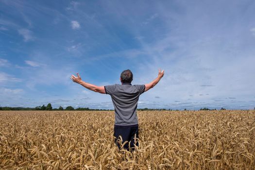 An adult man in a farm field among ripe cereals and raised his arms to the sides. Harvesting, early autumn, rural life, freedom concept.