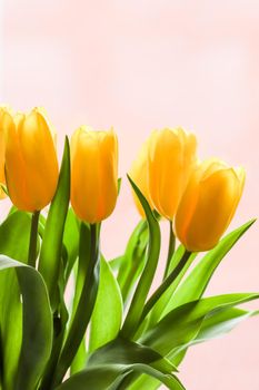 Bouquet of yellow tulips lit by sunlight on a pink background. Perfect for greeting card.