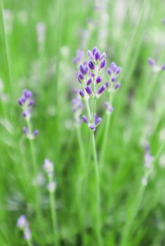 Soft focus on beautiful lavender flowers in summer garden