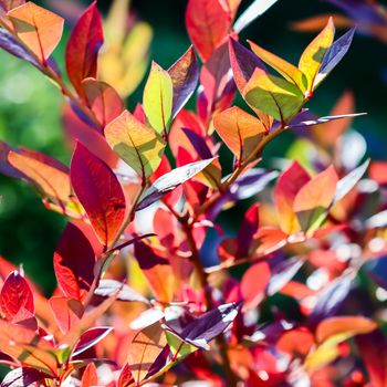 Red leaves on a branch of a blueberry bush in the garden. Blurred autumn background