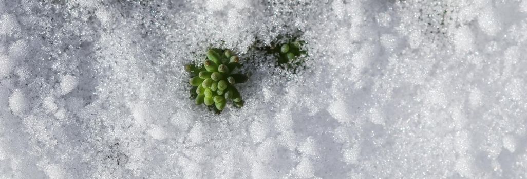 Texture of fresh snow with green plants. Natural winter and spring background