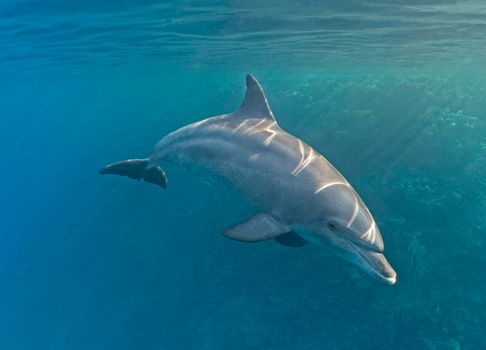 Closeup of large adult bottlenose dolphin tursiops truncatus swimming underwater along a tropical coral reef wall