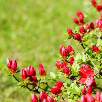 Blooming red azalea flowers and buds in the spring garden. Gardening concept. Floral background