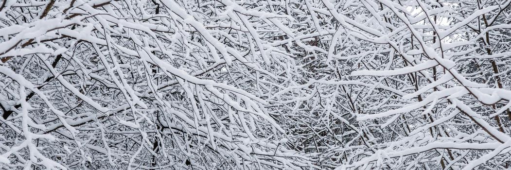 Many thin twigs covered with fluffy white snow. Beautiful winter snowy forest