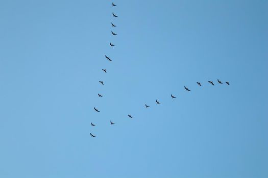 Flock of wild birds flying in a wedge against blue sky. The concept of avian migratory