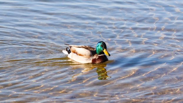 Drake, Mallard duck (Anas platyrhynchos) swimming on a lake