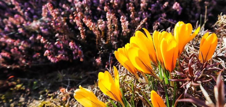 Spring is coming. The first yellow crocuses in my garden on a sunny day