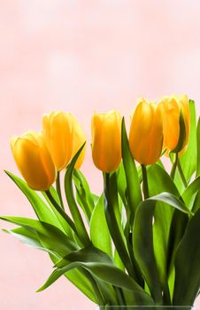 Bouquet of yellow tulips lit by sunlight on a pink background. Perfect for greeting card.