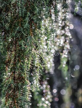 Closeup Blue leaves of evergreen coniferous tree Juniperus communis Horstmann after the rain. Extreme bokeh with light reflection. Macro photography, selective focus, blurred nature background