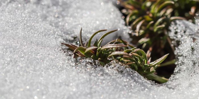 Texture of fresh snow with green plants. Natural winter and spring background