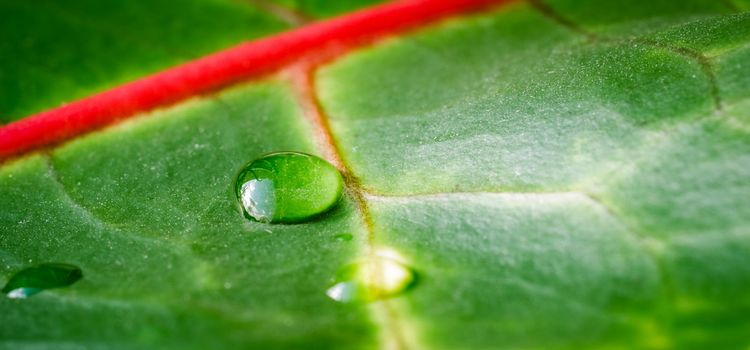 Abstract green background. Macro Croton plant leaf with water drops. Natural background for brand design