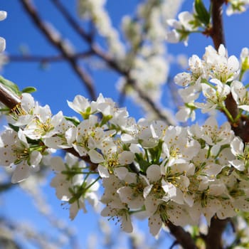 Beautiful white flowers of plum in spring against blue sky