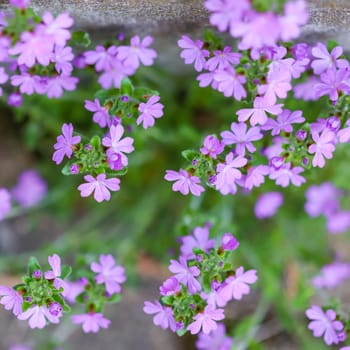 Small purple Erinus alpinus flowers near stone wall. Floral background.