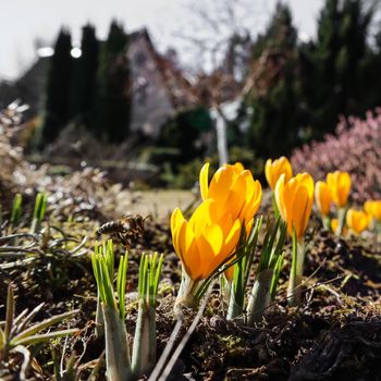 Spring in my garden. The first yellow crocuses and flying bee on sunny day sunny day