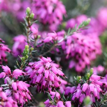 Pink Erica carnea flowers (winter Heath) in the garden after rain in early spring. Floral background, botanical concept