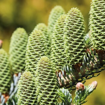 A branch of Korean fir with young cones in a spring garden