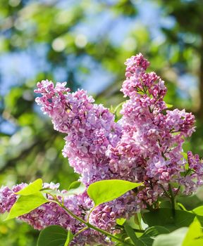 Flowering branch of lilac on a background of blue sky in spring garden