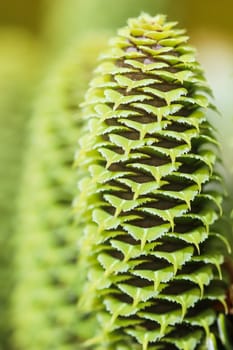 A branch of Korean fir with young cones in a spring garden