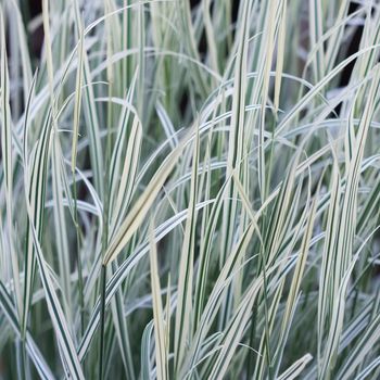 Decorative green and white striped grass. Arrhenatherum elatius bulbosum variegatum. Soft focus. Natural background.