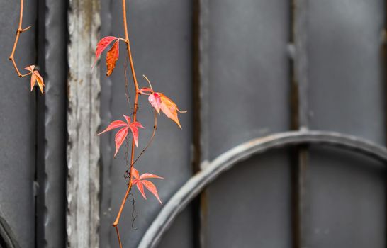 Autumn red leaves of girlish grape on gray metal gate with forging elements