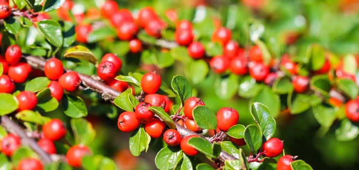 Many red fruits on the branches of a cotoneaster horizontalis bush in the garden in autumn. Natural background