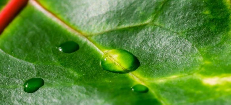 Abstract green background. Macro Croton plant leaf with water drops. Natural backdrop for brand design