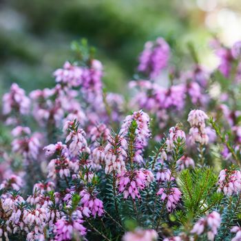 Pink Erica carnea flowers (winter Heath) in the garden in early spring. Floral background, botanical concept