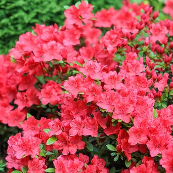 Blooming red azalea flowers with dew drops in spring garden. Gardening concept. Floral background