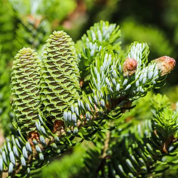 A branch of Korean fir with young cones in a spring garden