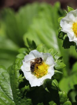 Blooming strawberry with bee on an organic farm. Gardening concept