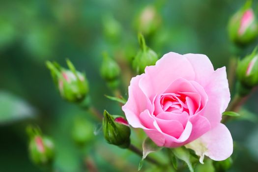 Soft pink rose Bonica with buds in the garden. Perfect for background of greeting cards for birthday, Valentine's Day and Mother's Day