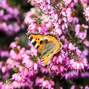 Pink Erica Carnea flowers (Winter Hit) and a butterfly in a spring garden.