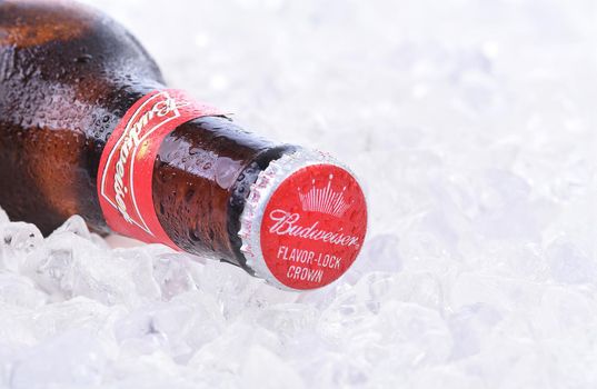 IRVINE, CA - AUGUST 26, 2016: Two bottles of Budweiser on a bed of ice. From Anheuser-Busch InBev, Budweiser is one of the top selling domestic beers in the United States.