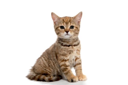 ginger striped purebred cat sitting on white isolated background. High quality photo