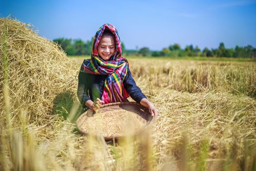 farmer woman threshed rice in field, Thailand