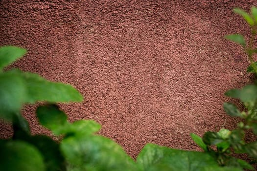 Red textured stone wall with copy space background and blurred mint in the foreground.