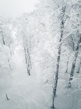 Deciduous winter forest covered with snow beautiful rural landscape