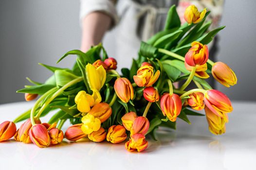 The concept of the florist's work. A girl makes a bouquet of yellow, orange and red Tulips. White background.