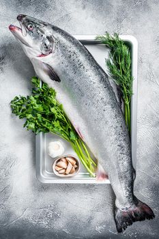 Raw uncooked sea salmon whole fish in a tray with herbs. White background. Top view.