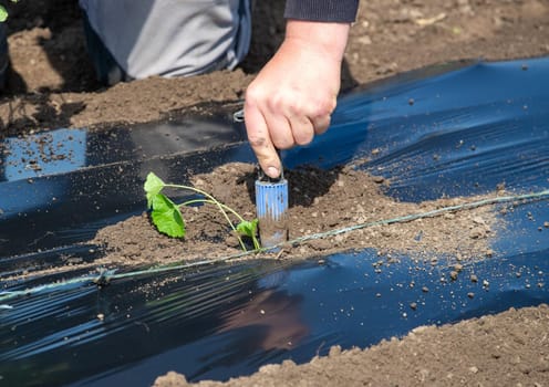 Farmer drilling nylon foil on ground for planting mallow