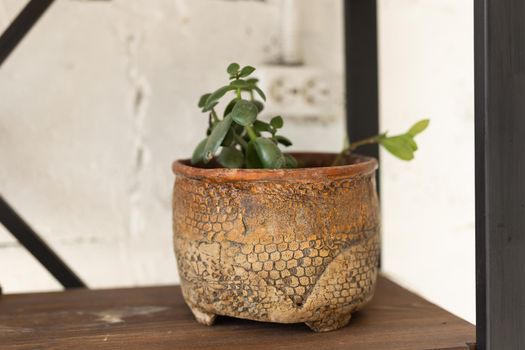 Details of a crassula ovata or jade plant in flowerpot