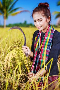 farmer woman using sickle to harvesting rice in field, Thailand