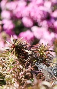 Crystal ice and growing plants on a blurry background of pink flowers in a spring garden