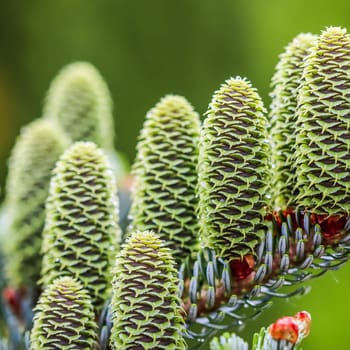 A branch of Korean fir with young cones in a spring garden