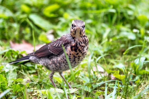 Young thrush on green grass close-up.