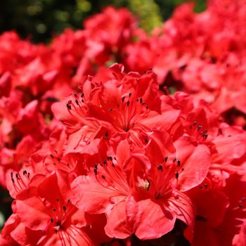 Blooming red azalea flowers in spring garden. Gardening concept. Floral background