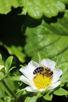 Blooming strawberry with bee on an organic farm. Gardening concept