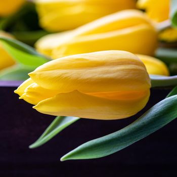 Yellow tulip with green leaves on a dark background. Spring holiday concept. Place for your text