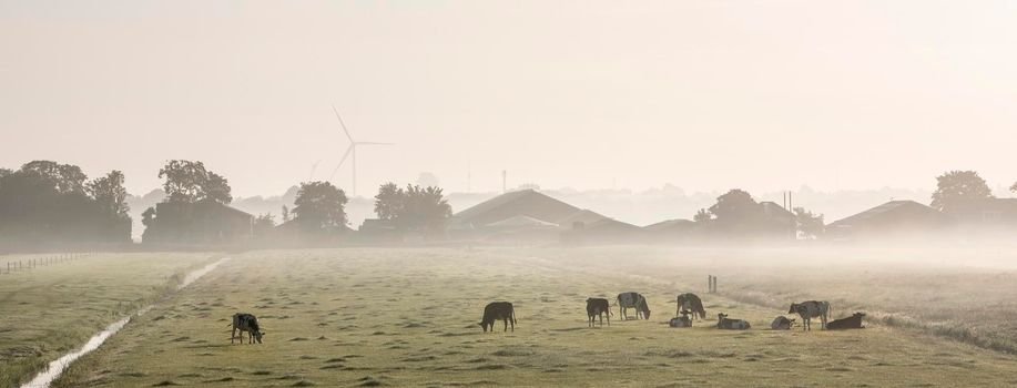 spotted cows in green grassy misty morning meadow near farm between amsterdam and utrecht in the netherlands on early summer morning