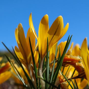 Beautiful yellow crocus flowers in spring against blue sky